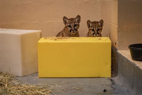 Say Hello to the Philadelphia Zoo’s Two Rescued Puma Cubs