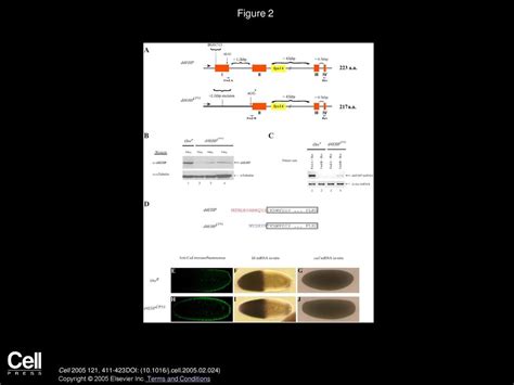 Volume 121, Issue 3, Pages (May 2005) - ppt download