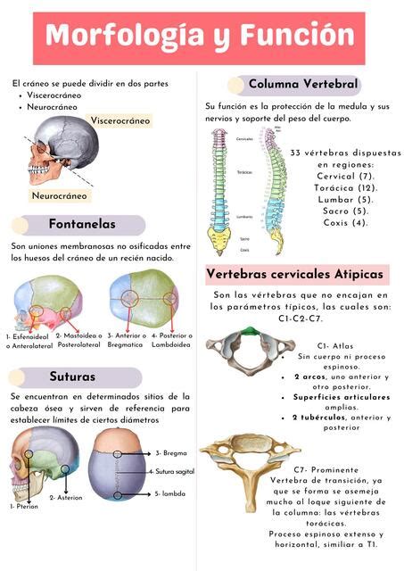 Morfolog A Y Funci N Milagro Udocz