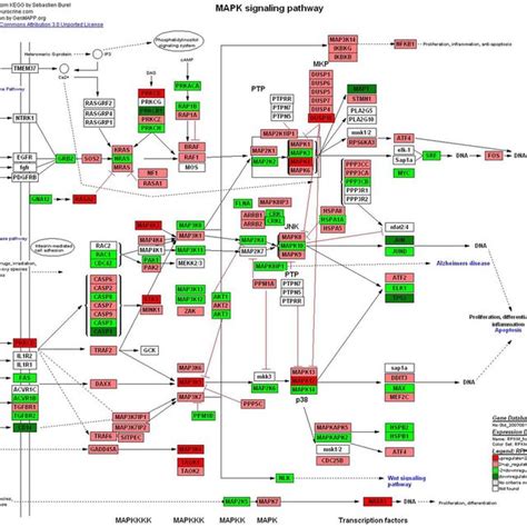 Different genes expression in MAPK signaling pathway. Red and green ... 