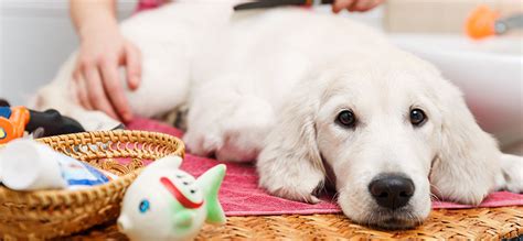 Dogs That Don’t Shed? - [40 Best Non Shedding Breeds]