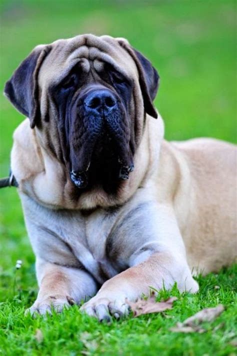 The Other Friends Top 5 Largest Dog Breeds English Mastiff Mastiff