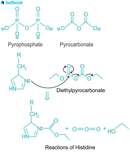 Histidine: Structure, physical & Chemical Properties & Importance