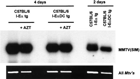 Detection of MMTV(SIM) infection. Proviral MMTV(SIM) DNA sequences were ... 