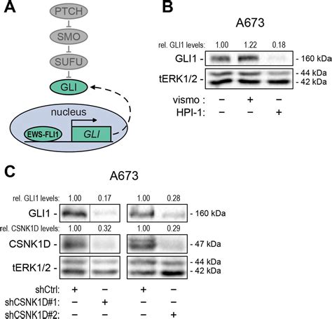 Gli1 Sgrna Targeting Sequence Addgene Inc Bioz