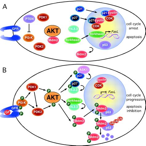 Akt Plays A Central Role In Tumorigenesis Pnas