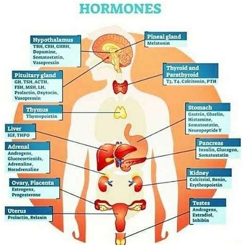 Neet Preparation Series Hormones And Their Locations Its All About To