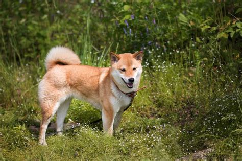 popular dog breeds   philippines info pictures history