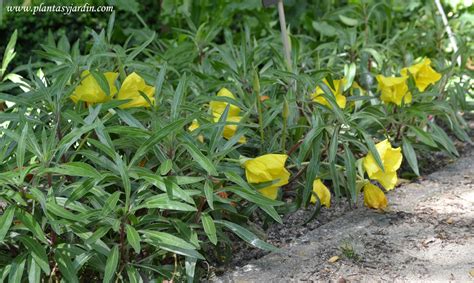 Oenothera Missouriensis Macrocarpa La Flor De Onagra Plantas Y Jardín