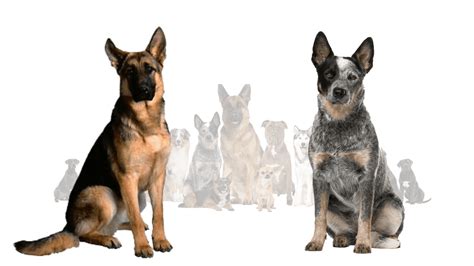 Blue Heeler German Shepherd Mix, A Good Breed of Dog?