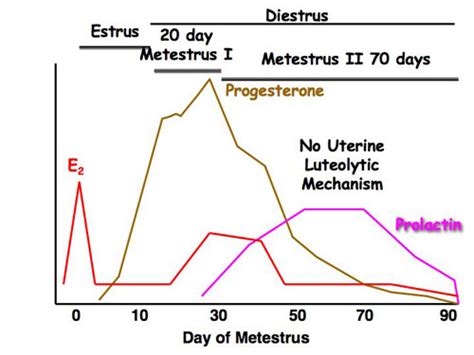 Dog And Cat Reproduction