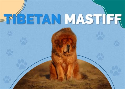 Tibetan Mastiff Dog Breed Info: Pictures, Personality & Facts | Hepper