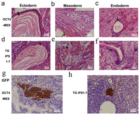 Murine Pluripotent Stem Cells That Escape Differentiation Inside