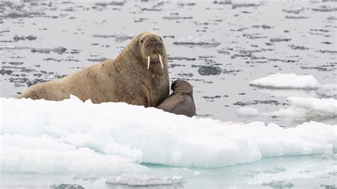 Mursu – WWF Suomi