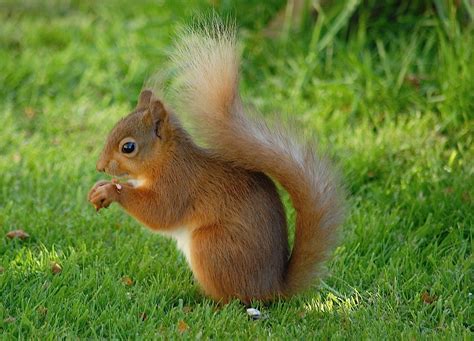 Nature Cameos: Tranquility and Red Squirrels