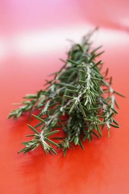 Premium Photo Bunch Of Fresh Rosemary