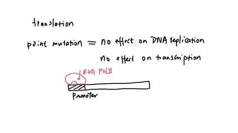 SOLVED: a mutation occurs (changing an Adenine to a Thymine) in the DNA ...