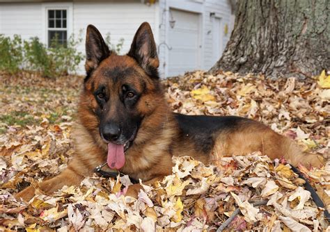 Renzo German Shepherd Service Dog Mans Best Friend