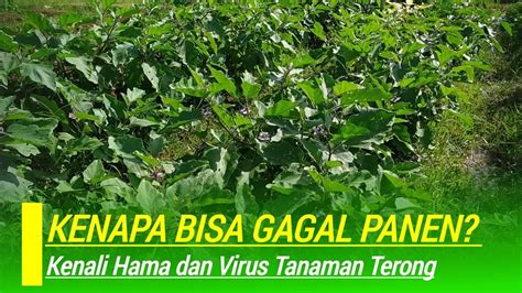 Tanaman Terong Gagal Panen Karena Hama Dan Virus Busuk Buah Daun