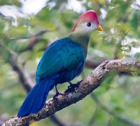 Types Of Birds With Mohawks And Pictures Own Yard Life