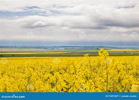 Canola Fields Under Beautiful Blue Sky Stock Image Image Of Nature