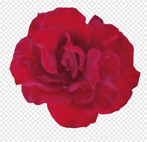 Roses Rouges Fleur P Tale Rouge Png Pngegg