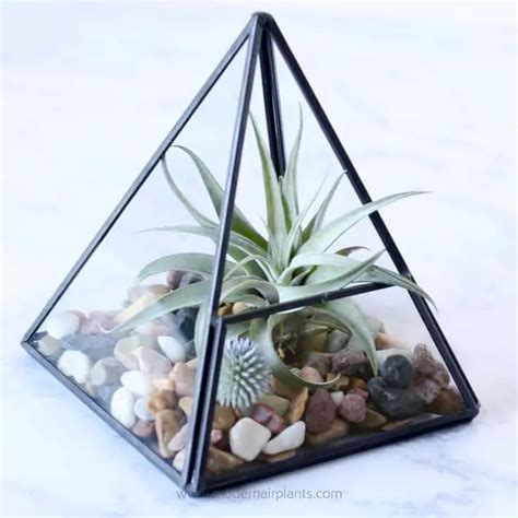 Glass Air Plant Displays Glass Is Modern Glass Is Sleek