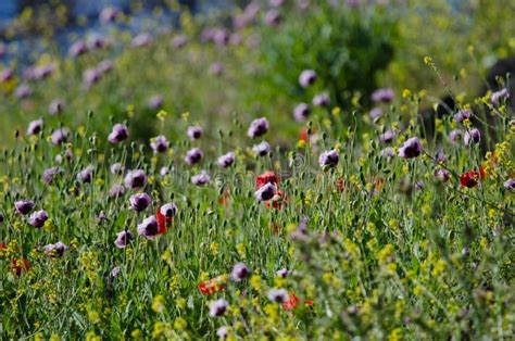 Flowers of opium poppy. stock photo. Image of landscape - 260957768