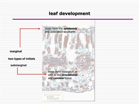 PPT - Plant Organization: Leaf development PowerPoint Presentation ... 