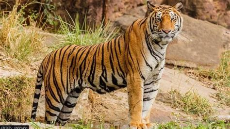 महाराष्ट्र : ताडोबा अभयारण्य में बाघिन ने महिला वन रक्षक की जान ली ...