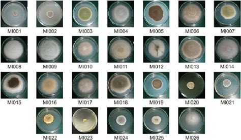 Colonial Morphology Of Fungal Isolates Used To Characterize Native