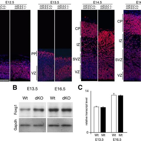 Foxg1 Expression In Mir 9 2 3 Double Mutant Pallium A Immunostaining Download Scientific