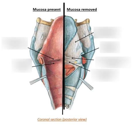 Y2 RESPIRATORY ANATOMY - LARYNGEAL FOLDS (VESTIBULAR AND VOCAL) Diagram ...