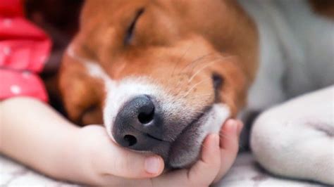 Cómo saber si mi Perro tiene FIEBRE Con y sin termómetro