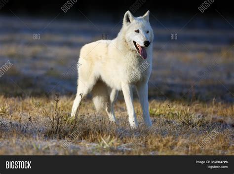 Hudson Bay Wolf Canis Image Photo Free Trial Bigstock