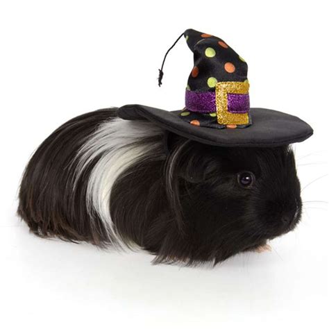 Halloween Costumes For Guinea Pigs