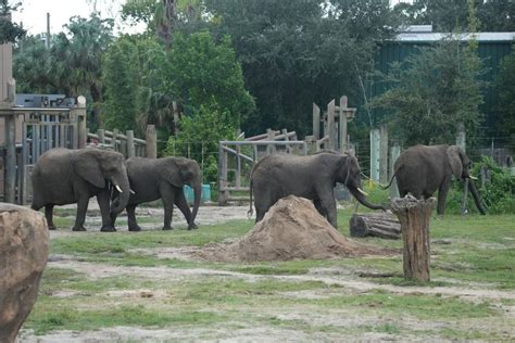 Furacão Milton fecha parques da Disney e faz aquário e zoológico