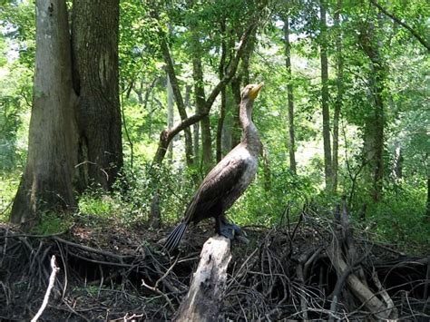 Kayaking the Hillsborough River of Central Florida - HubPages