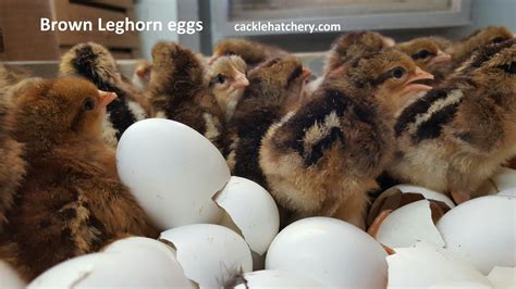 Brown Leghorn Fertile Hatching Eggs for Sale - Fresh/Fertile Eggs ...