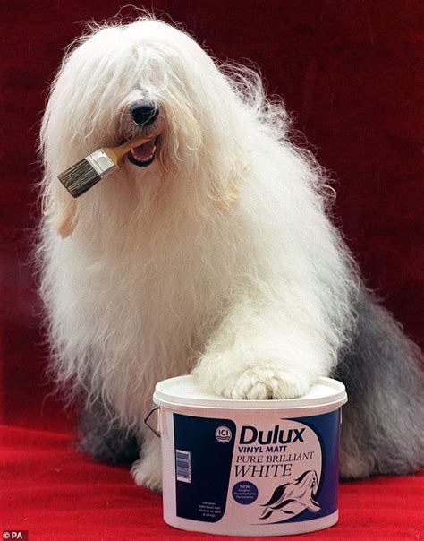 Brush with doom for dwindling Dulux dog: Old English sheepdog as seen ...