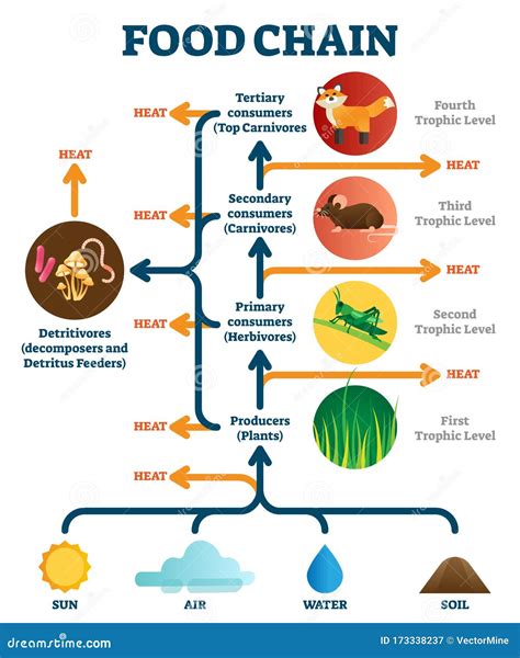 food chain diagram Coloso