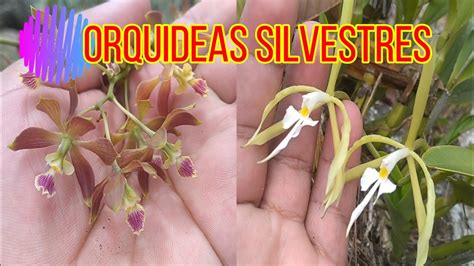 Orquídea silvestre morada en su hábitat natural Agentes Forestales