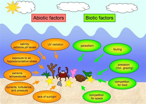 The biotic and abiotic factors governing the marine ecosystem ...