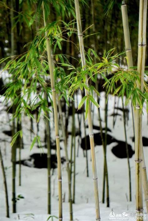 听雪，敲竹 凤凰网