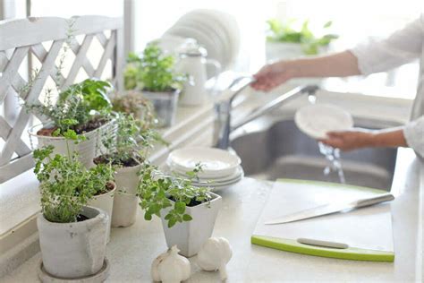 Plantas Que Sirven Para Eliminar Los Malos Olores De La Cocina