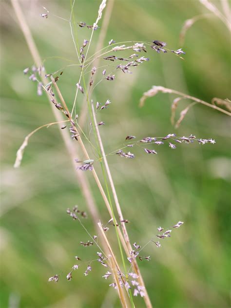 Poa pratensis. | Flora, Gramineae