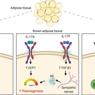 Overview Of IL 17mediated Metabolic Regulation IL 17driven Metabolic