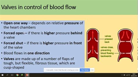 3 3 4 5 The Cardiac Cycle AQA A Level Biology YouTube