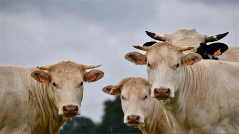 Benessere Animale Locse Ha Deciso Che Farà Parte Delle Linee Guida