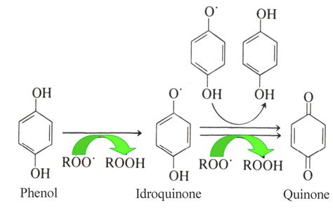 Antioxidants Free Full Text Biological Activities Of Phenolic